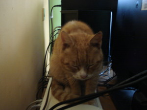 Cat sits on modem and thinks about camera