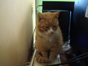 Cat sits on modem
