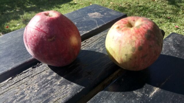 Špičlanka in bobovec - stari sorti jabolk